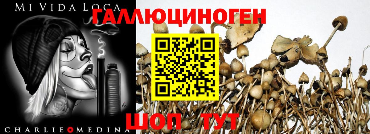 Галлюциногенные грибы Psilocybine cubensis  Вход с VPN  сколько стоит  Псилоцибиновые грибы прущие грибы  Рыбинск 